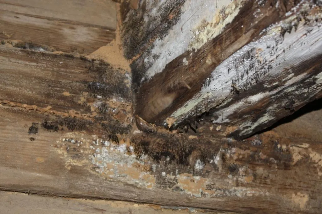 Zwalczanie grzybów podstawkowych w konstrukcji dachowej