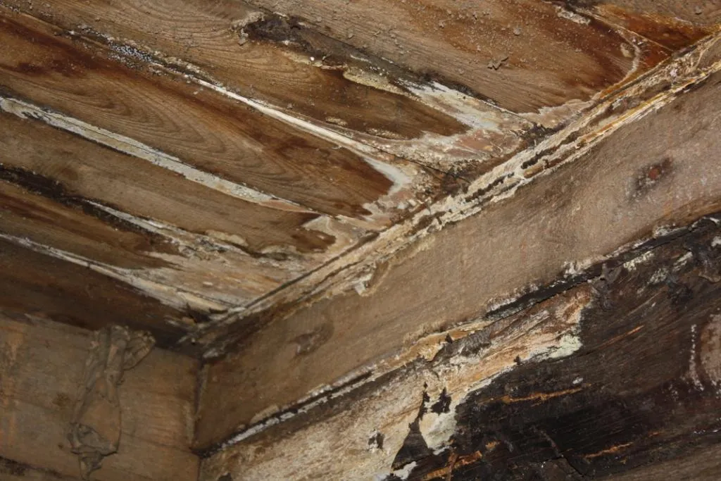 Impregnacja i odgrzybianie drewnianej więźby dachowej zaatakowanej przez grzyby domowe.