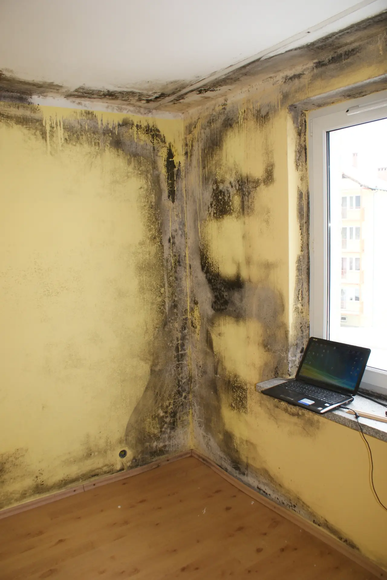 %Odgrzybianie-Wrocław | Odgrzybianie Dolnośląskie%