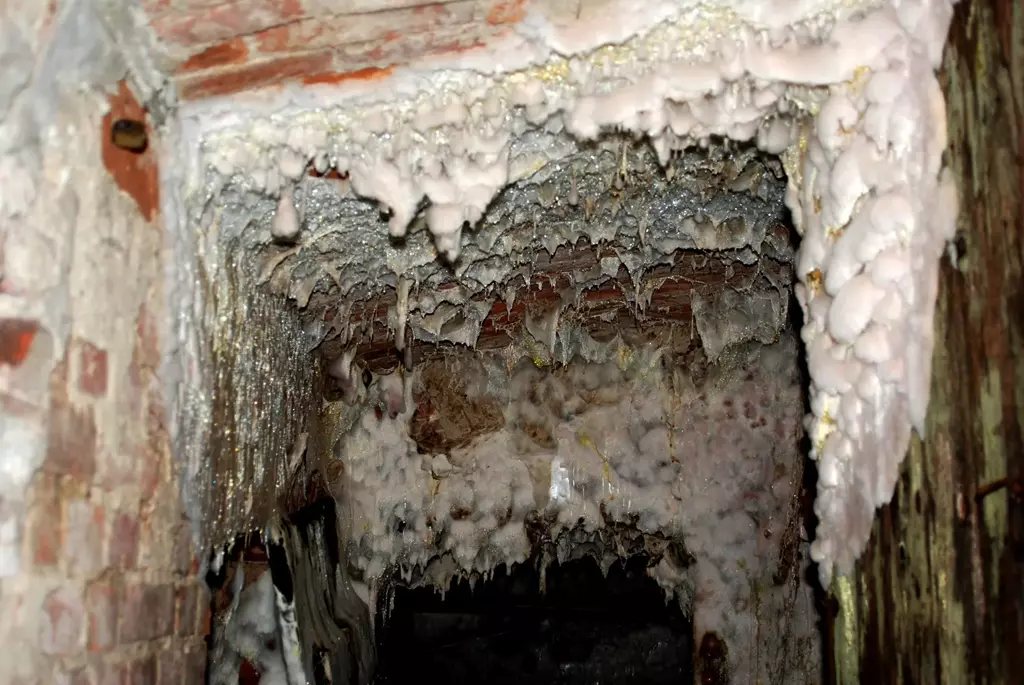 odgrzybianie piwnic Legnica