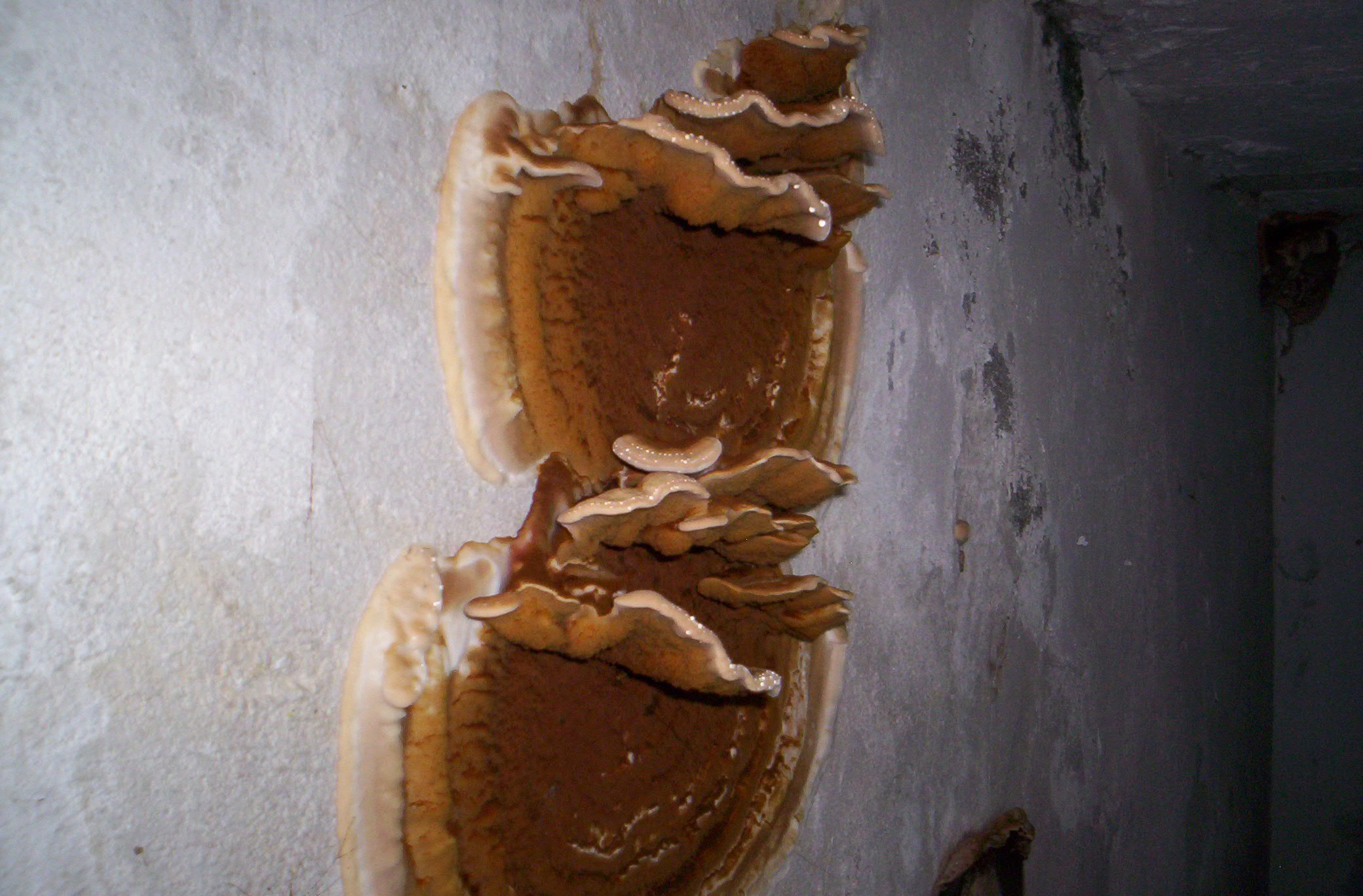 zwalczanie-grzyba-podstawkowego-jelenia-gora