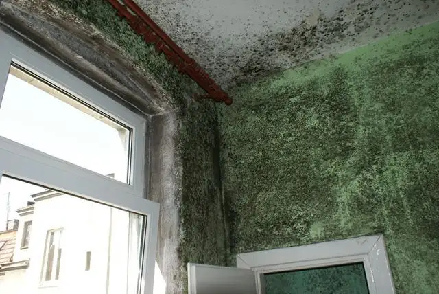 Profesjonalne odgrzybianie ścian w kamienicach w Wałbrzychu