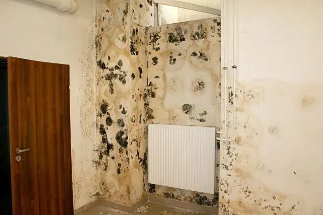 odgrzybianie kamienic i obiektów publicznych w Wałbrzychu