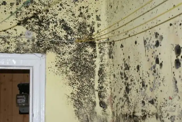 %Odgrzybianie-Wrocław | Odgrzybianie Dolnośląskie%